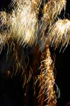 Summer Fair_211
